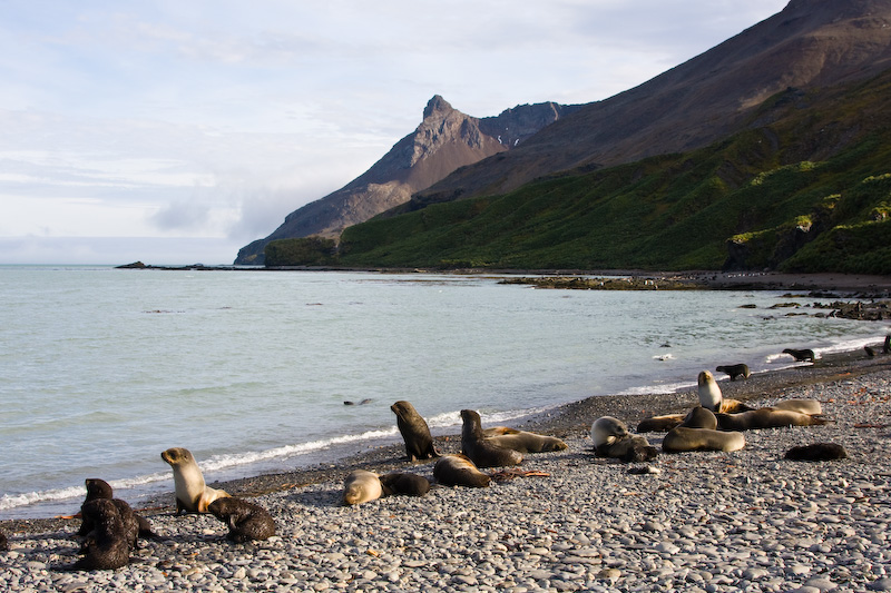 Antarctic Fur Seals On Beach